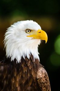 bald-eagle